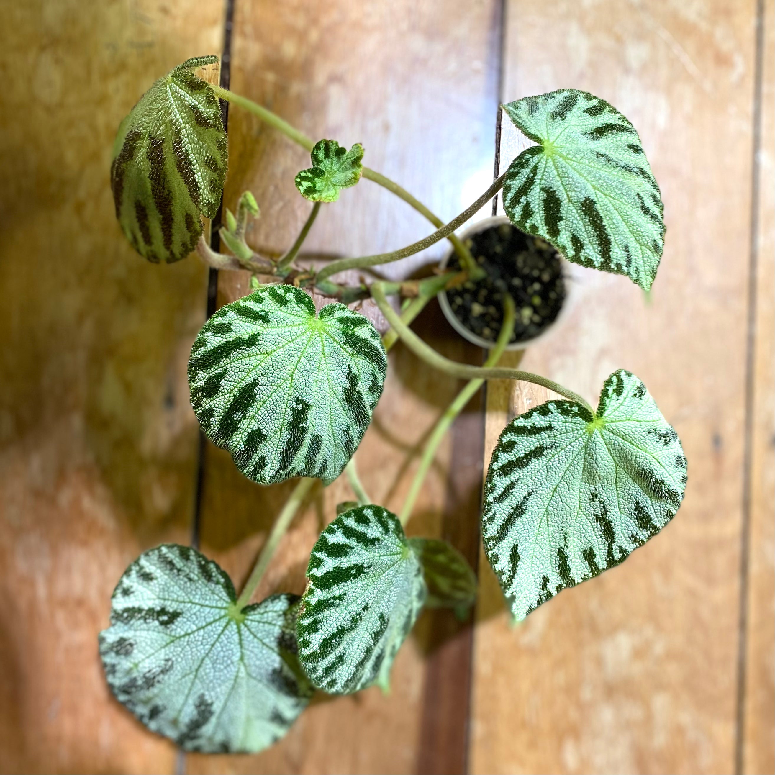 Begonia Imperialis – Itsyleaf