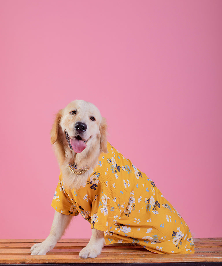 dog yellow shirt