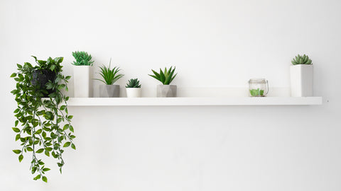 White floating shelf decorated with small plants and one plant draping down 
