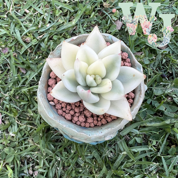 最安値に挑戦！ 多肉植物 祝いの松錦♡カキコ(根付き) 植物/観葉植物