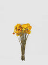 Flores Secas de Inmortal-Artiflora