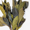 Follaje de Níspero Deshidratado-Artiflora