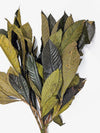 Follaje de Níspero Deshidratado-Artiflora