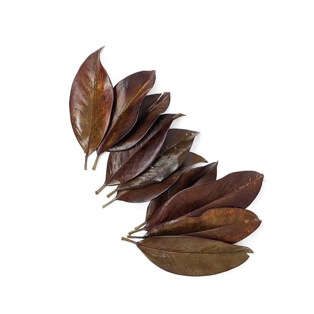 Hoja de Magnolia Deshidratadas (12 pza) – Artiflora