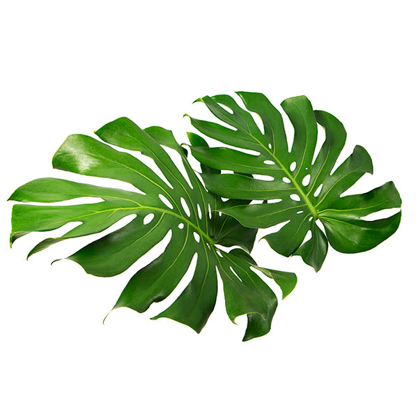 monstera leaf