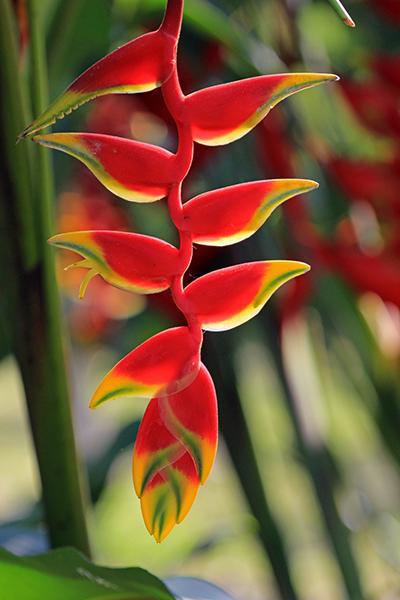 Rostrata hanging Heliconia - Blooms of Hawaii