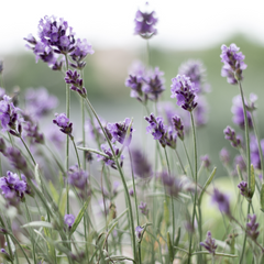 Lavender Essential oil