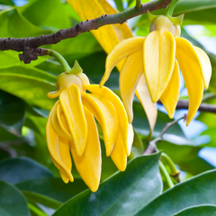 Ylang Ylang Essential oil