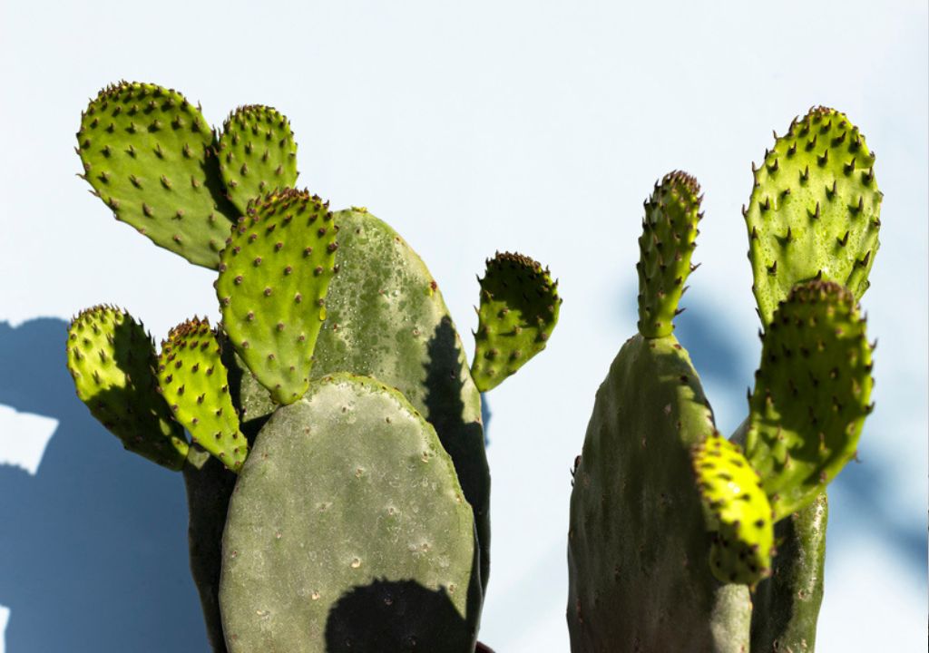 two cacti