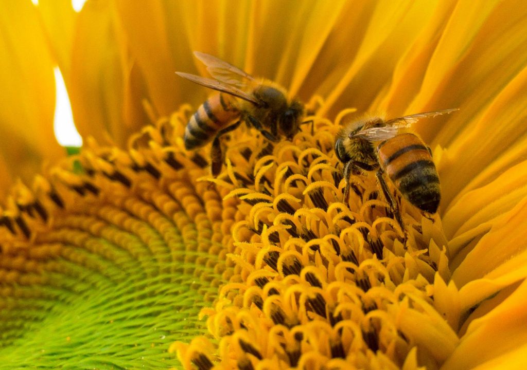 bees looking for pollen on a sunflower