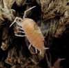 powder orange isopod