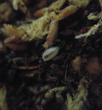 Load image into Gallery viewer, Dwarf white isopods for sale Reptanicals