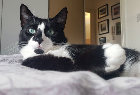 Bodhi the cat lying on the bed looking very cool and relaxed 