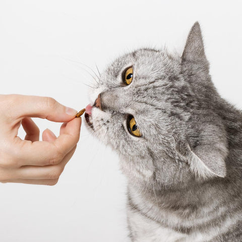 picky eating in cats