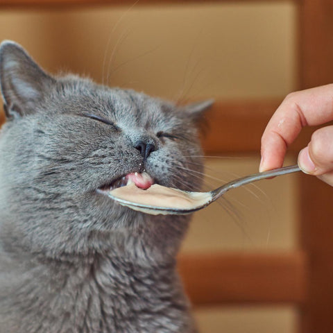 picky eating in cats