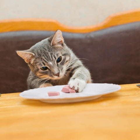 picking eating in cats
