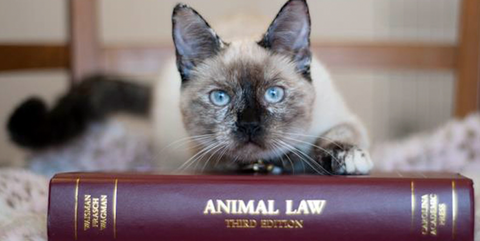 image for animal law with a cat sitting on a book that says animal law