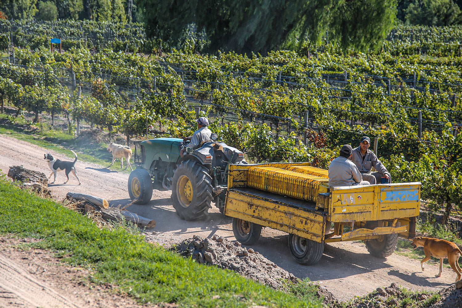A tractor in the vineyard.