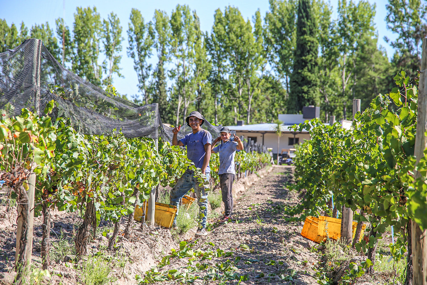 Two grape pickers in the vineyard wave to the camera.