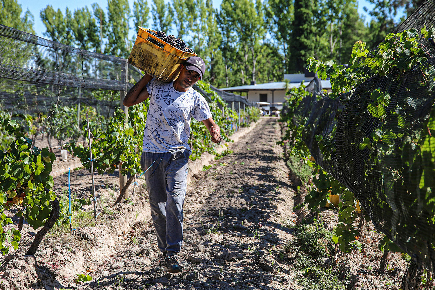 A man in the vineyard carries grapes in a basket on his shoulder.