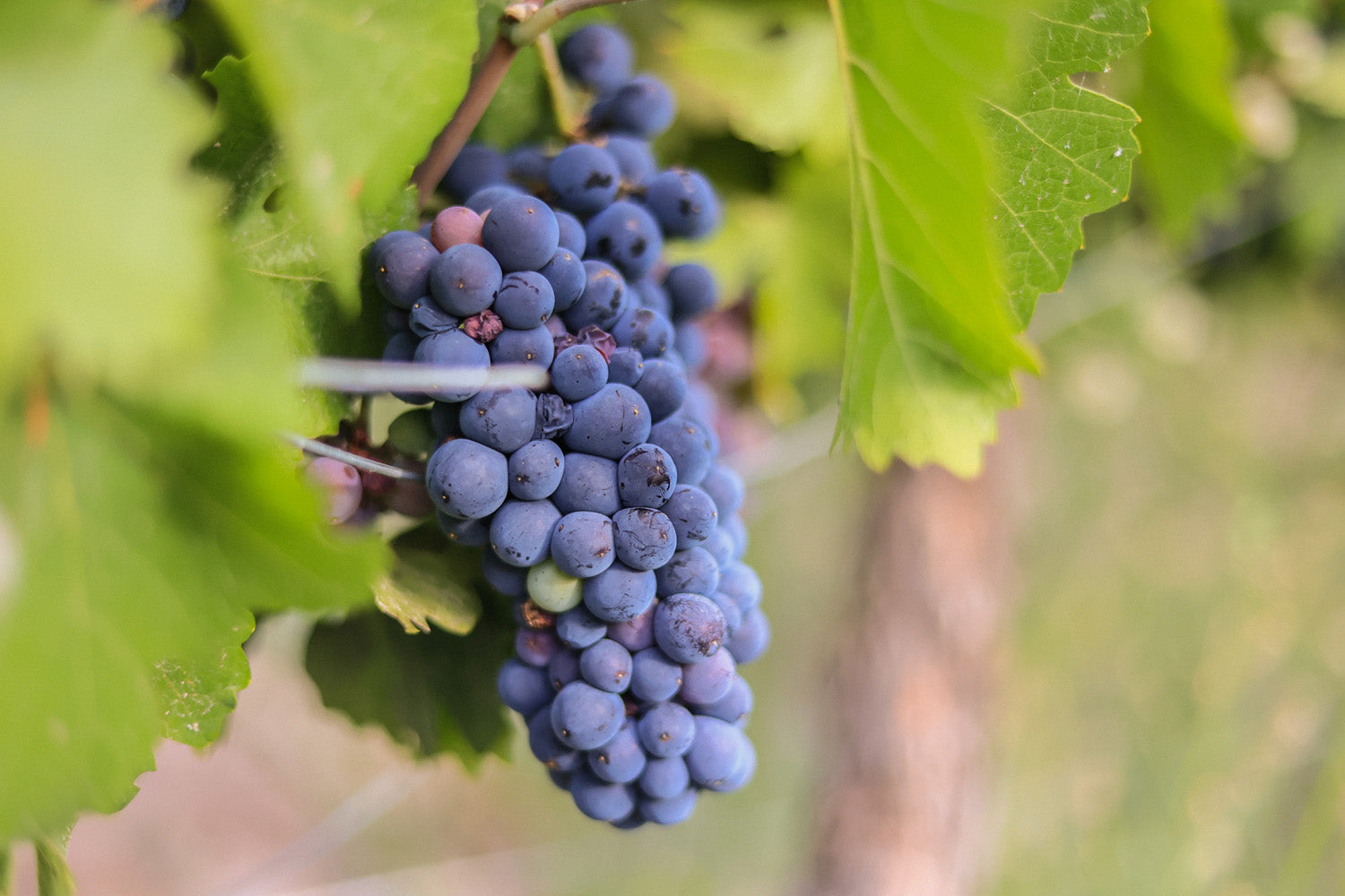 Purple grapes on the cluster.