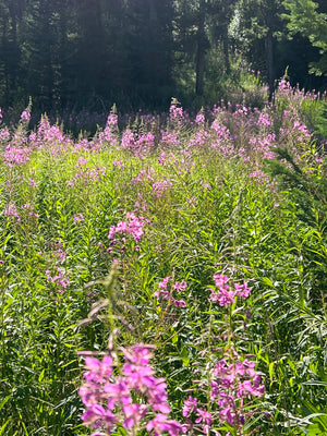 2 Day Fireweed Harvest to Hydrosol Educational Workshop Friday and Saturday August 30 and 31 - American Wilderness Botanicals