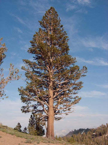 Lodgepole Pine (Pinus cortifolia spp. latifolia)