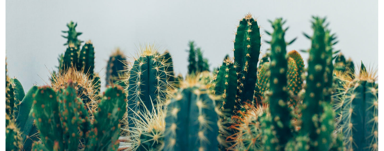 succulentes dans un habitat naturel, cactus dans le désert à l