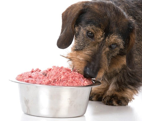 dog eating raw food unbalanced diet