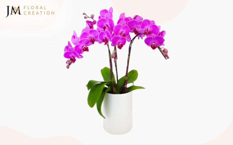 Orchid-Arrangements