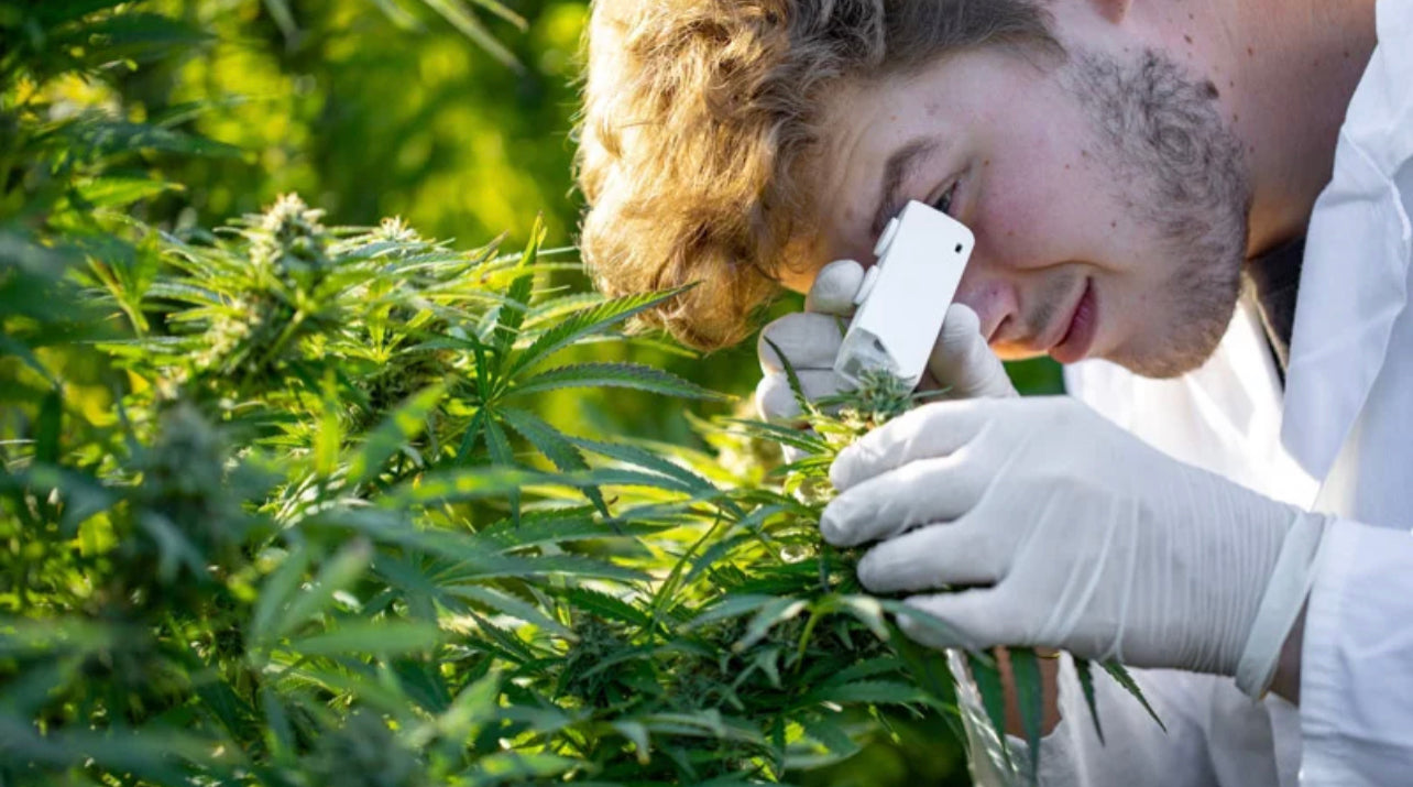Researcher Checking on the Hemp Plants in the Field