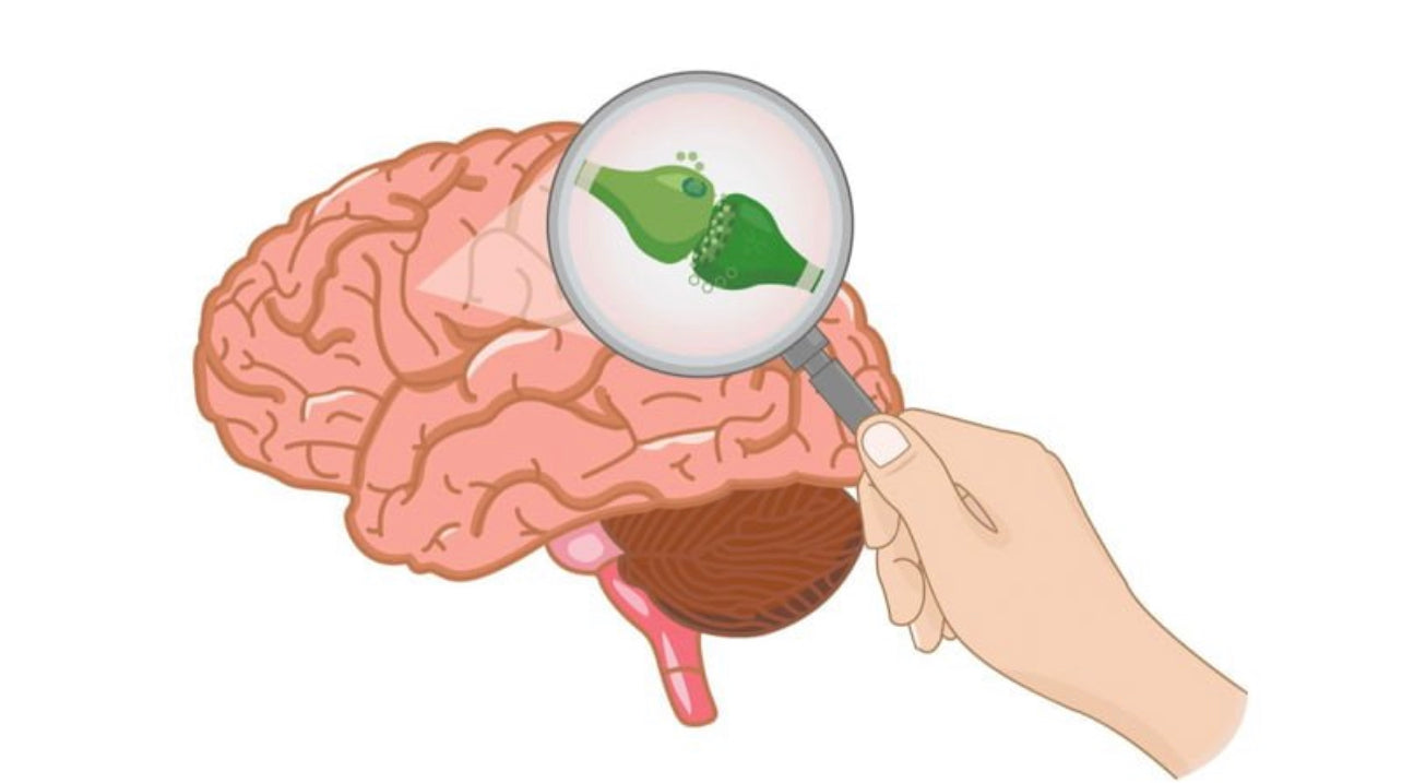 Illustration of Brain and Receptors