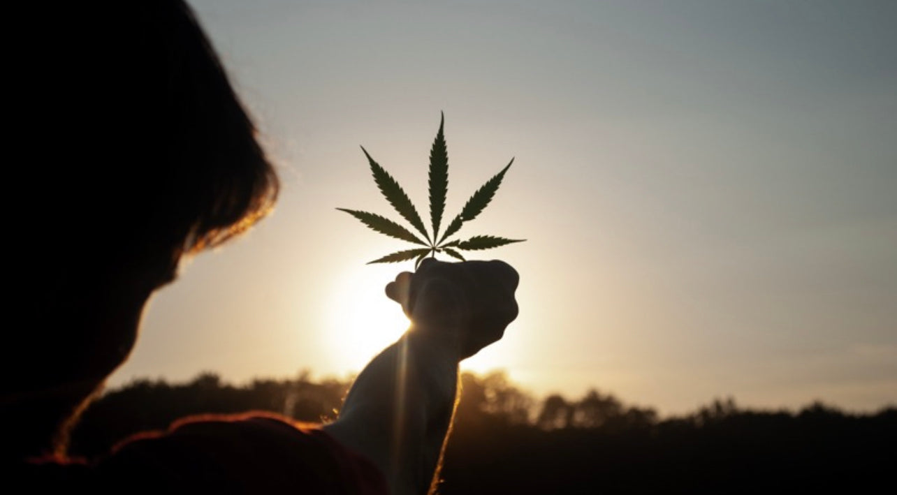 image of a person holding marijuana leaf