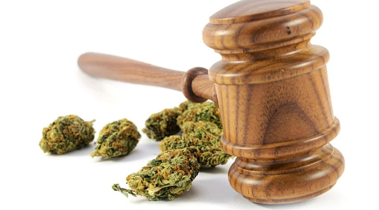 a wooden gavel with some hemp buds over a white background