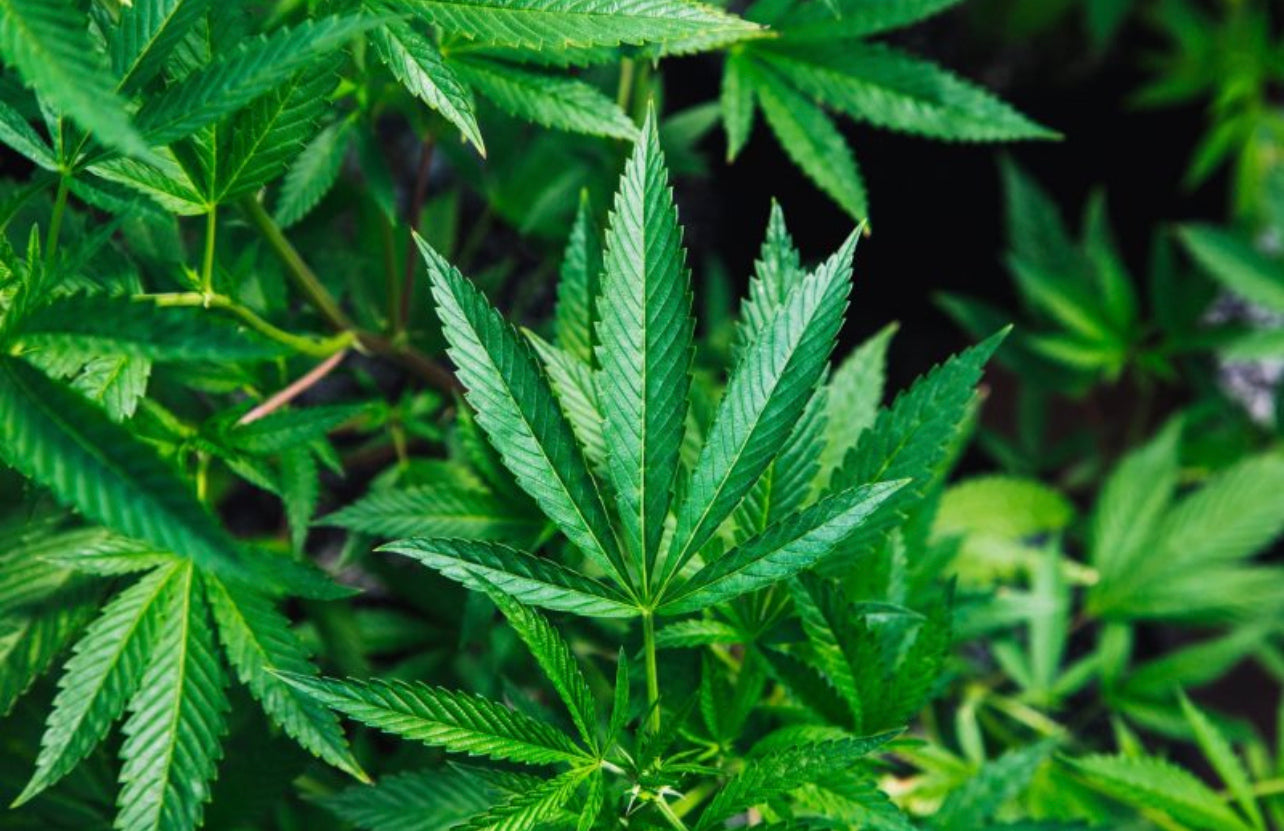 Image of marijuana leaf