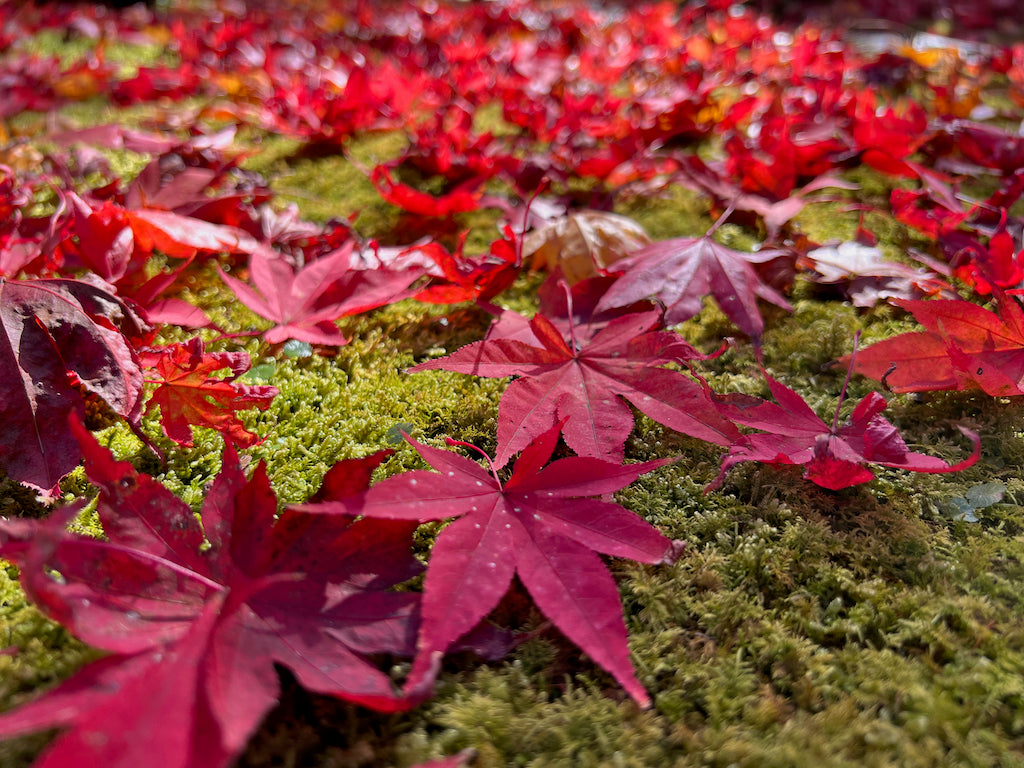 Leaves of Kyoto