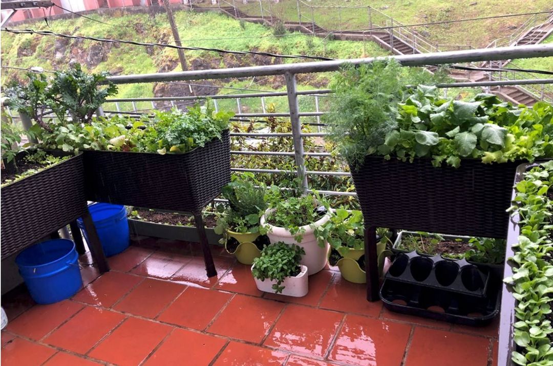 My balcony garden, after the rain