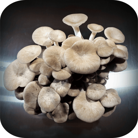 Black Pearl King Oyster mushrooms displayed on a stainless steel table