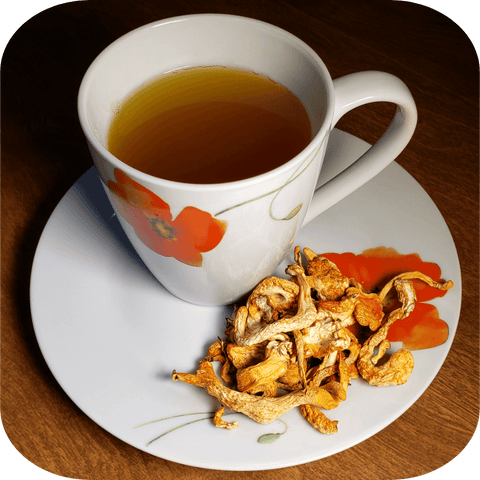 Cordyceps militaris mushroom tea and fruiting bodies on a plate