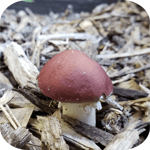 Building A Wine Cap Mushroom Bed Blog