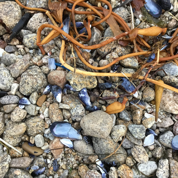 kelp shells and stones