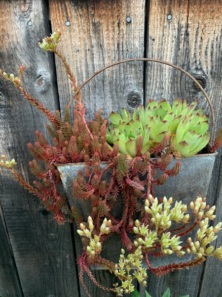 succulents garden