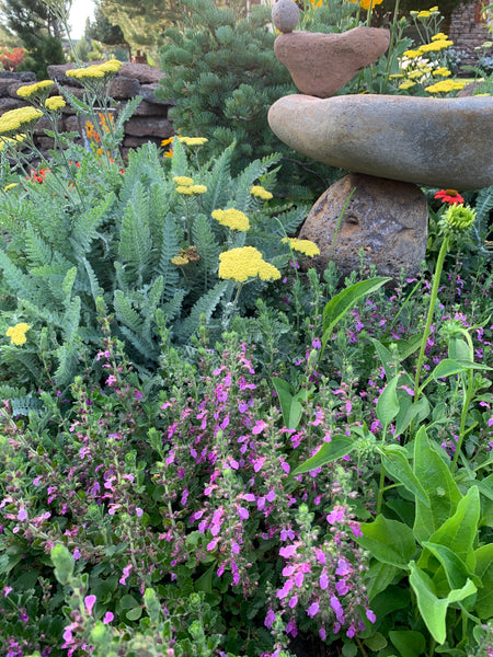 garden flowers