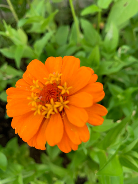 orange zinna flower