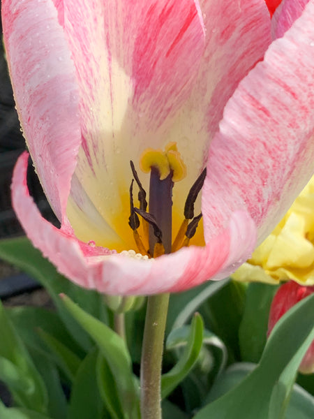 pink yellow tulip flower