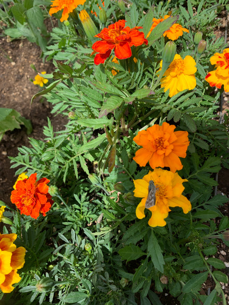 Marigold flower