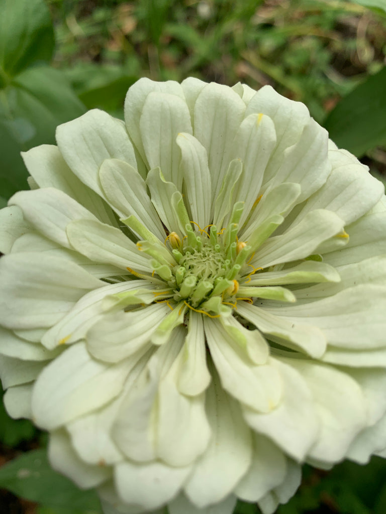 pale green zinnia flower