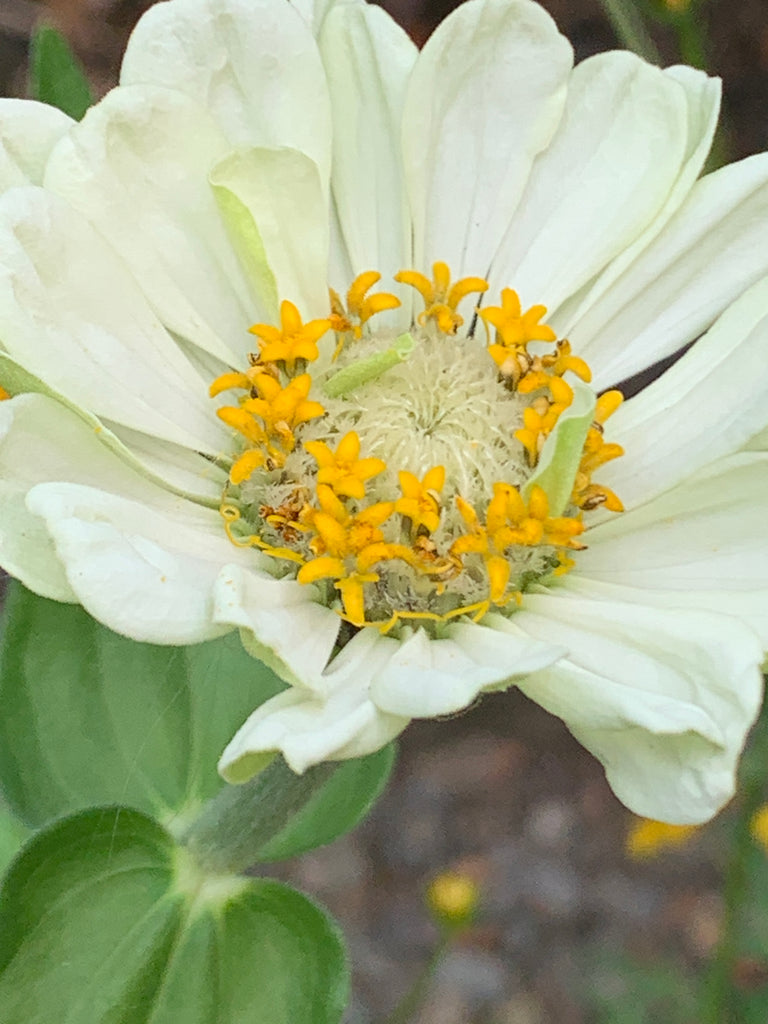 white zinnia flower