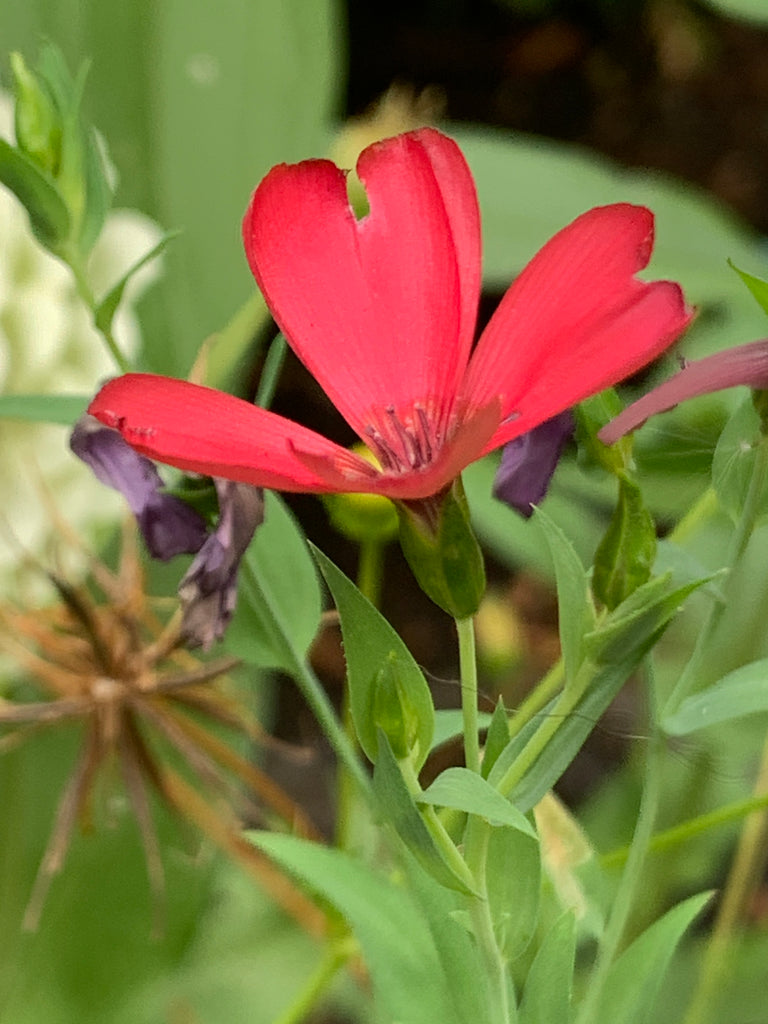 red flower