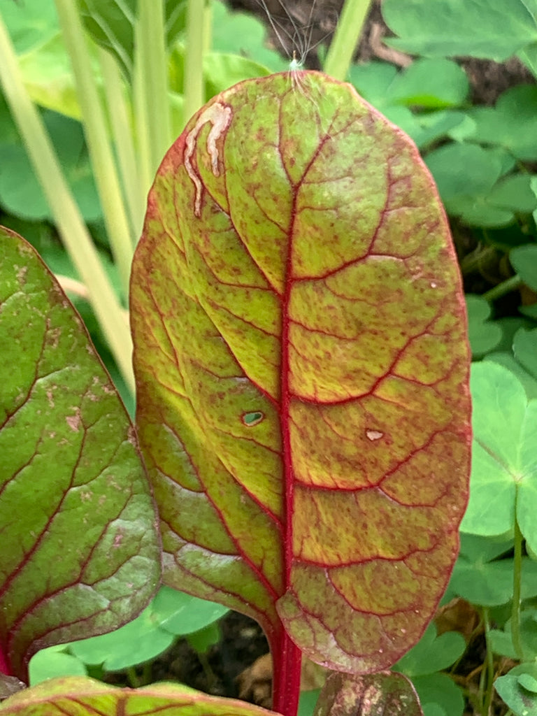 back of lettuce leaf